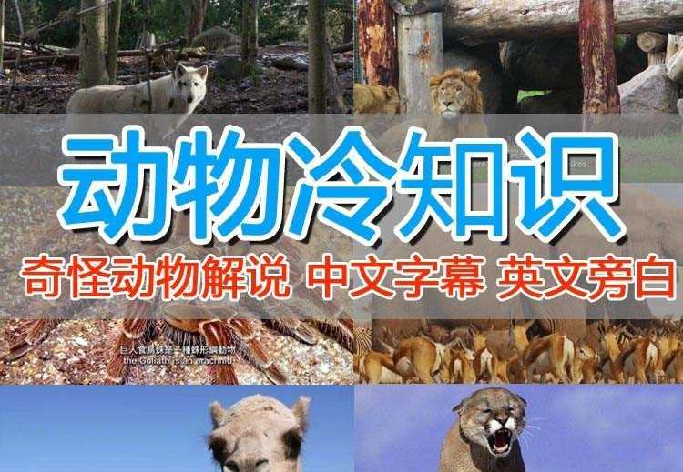 （6312期）外面卖1699的国外纪录片解说（动物解说、美食、动画片）稳过中视频-安索博客网